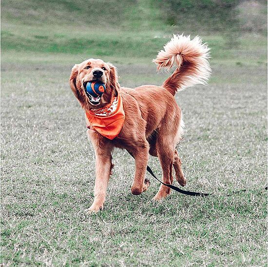 Chuckit Ultra Squeaker Sesli Köpek Oyun Topu (XL Boy) - 6