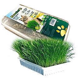 EuroCat Cat Grass Sindirim ve Tüy Yumağı Destekleyen Kedi Çimi - EuroGold