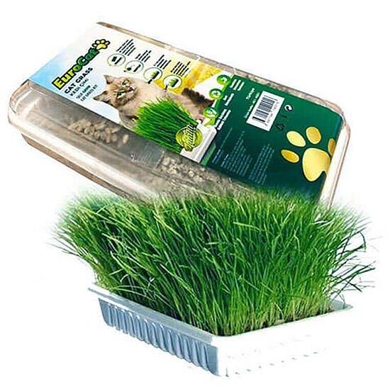 EuroCat Cat Grass Sindirim ve Tüy Yumağı Destekleyen Kedi Çimi - 1