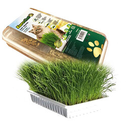 EuroGold - EuroCat Cat Grass Sindirim ve Tüy Yumağı Destekleyen Kedi Çimi