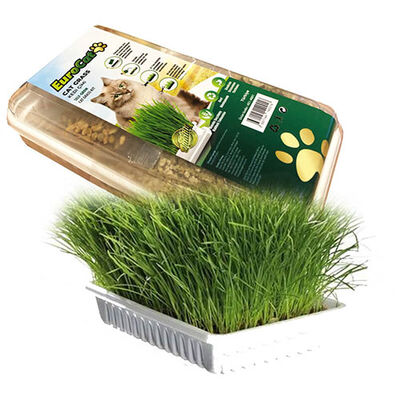 EuroCat Cat Grass Sindirim ve Tüy Yumağı Destekleyen Kedi Çimi
