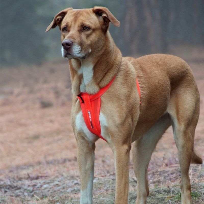 ezydog chest plate candy gogus tasmasi l arac kisitlayicisi ile beraber kopek tasmalari ezydog