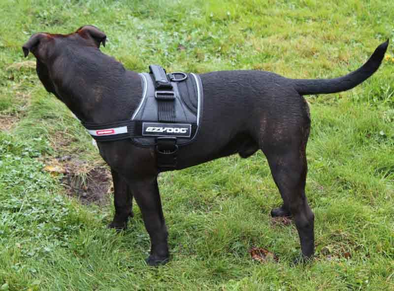 Ezydog Convert Harness Modern Kopek Gogus Tasmasi Bordo L Kopek Tasmalari Ezydog