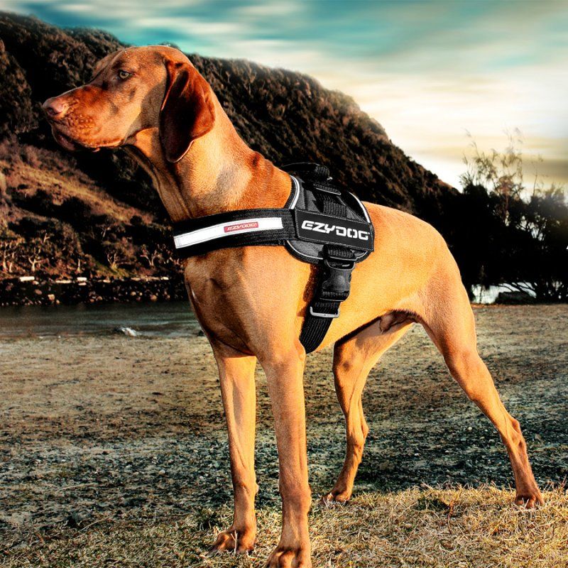 Ezydog Convert Harness Modern Kopek Gogus Tasmasi Mavi Xl Kopek Tasmalari Ezydog