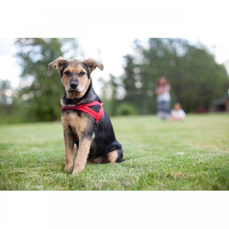 Ezydog Quick Fit Bubble Gum Gogus Tasmasi Small Kopek Tasmalari Ezydog