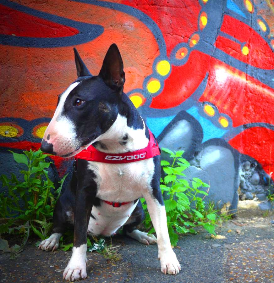 ezydog quick fit mavi gogus tasmasi m kopek tasmalari ezydog