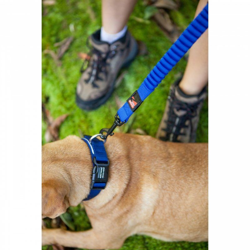 Ezydog Zero Shock Bubblegum Köpek Uzatma Kayışı 64 Cm Köpek Tasmaları