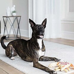 Fat Cat Foodies Dayanıklı Kanvas Kumaştan Sesli Köpek Oyuncağı (Pizza) - 3