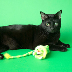 Fat Cat Tailchaser Kedi Otlu Kuyruklu Peluş Kedi Oyuncağı - Thumbnail