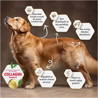 Felicia Hypoallergenic Düşük Tahıllı Kuzulu ve Pirinçli Yetişkin Köpek Maması 3 Kg 