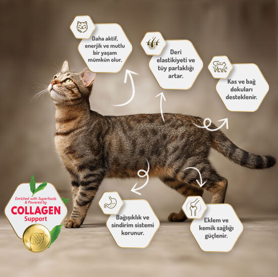 Felicia Hypoallergenic Düşük Tahıllı Tavuk Etli Kedi Maması 12 Kg + Gimcat 20 Gr Multivitamin Paste - 8
