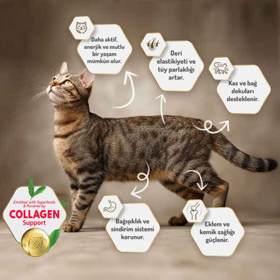 Felicia Hypoallergenic Starter Care Kitten Düşük Tahıllı Tavuklu Yavru Kedi Maması 12 Kg + Gimcat 20 Gr Multivitamin Paste - 8