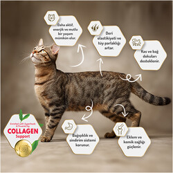 Felicia Hypoallergenic Urinary Sterilised Somonlu Kısırlaştırılmış Kedi Maması 2 Kg + Temizlik Mendili - Thumbnail