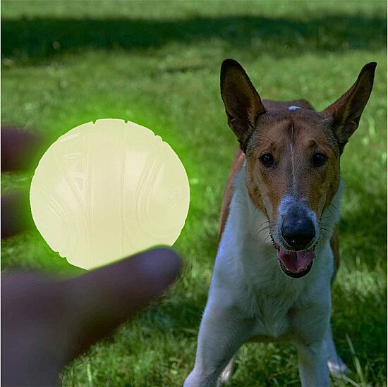 Gigwi 3019 Skipdawg Neon Köpek Oyun Topu Medium - 6