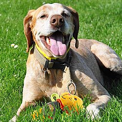 Gigwi 6147 Plush Friendz Sesli Aslan Peluş Köpek Oyuncağı - 7