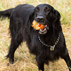Gigwi 6202 Crazy Ball Çılgın Kirpi Top Turuncu Köpek Oyuncağı 6 Cm - 5