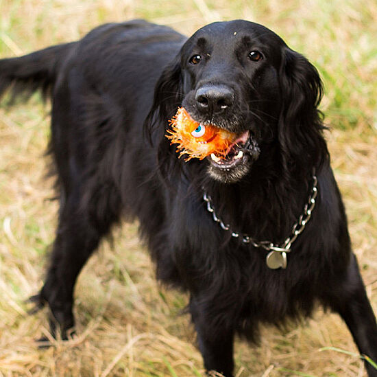 Gigwi 6202 Crazy Ball Çılgın Kirpi Top Turuncu Köpek Oyuncağı 6 Cm - 5