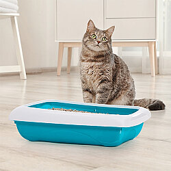 Imac Dodo Açık Kedi Tuvaleti 45,5 x 31 x 13,5 Cm - Mavi - 2