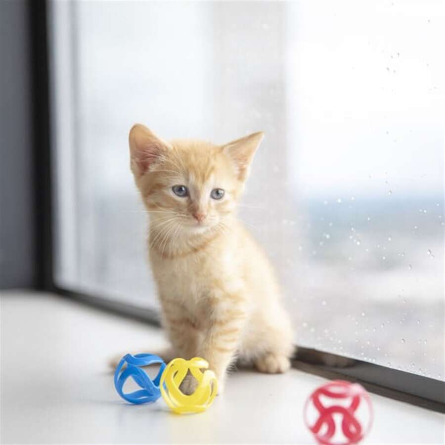 JW 32346 Cat Crazies Kedi Oyuncağı (3lü Paket) Kedi Oyuncakları Jw