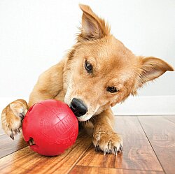 KONG Biscuit Ball Top Şeklinde Köpek Oyuncağı S - 3