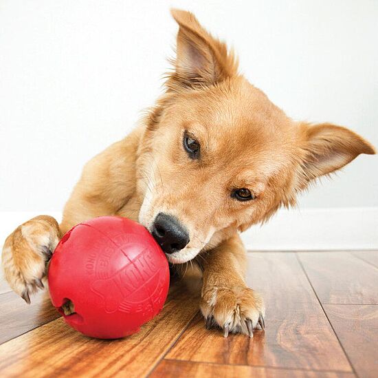 KONG Biscuit Ball Top Şeklinde Köpek Oyuncağı S - 3