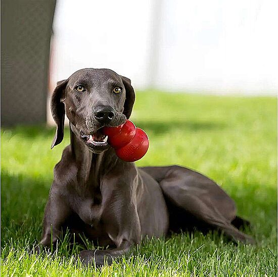 KONG Classic Köpekler için Çok Amaçlı Isırma Oyuncağı L - 4