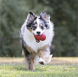KONG Classic Köpekler için Çok Amaçlı Isırma Oyuncağı L - 7