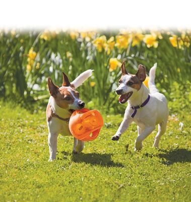 Kong Köpek Jumbler Toplu Oyuncak Medium / Large 17 cm