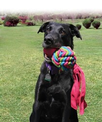 Kong Köpek Wubba Weaves Sesli Oyuncak XL 43 cm - Kong