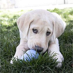 KONG Puppy Yavru Köpekler için Çok Amaçlı Isırma Oyuncağı L - 3