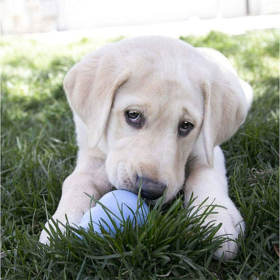 KONG Puppy Yavru Köpekler için Çok Amaçlı Isırma Oyuncağı S - 3