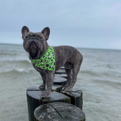 Max Molly 2 in 1 Black Sheep Çift Taraflı Bandana XSmall/Small - 4