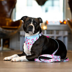 Max Molly 2 in 1 Cherry Blossom Çift Taraflı Bandana Medium/Large - 2