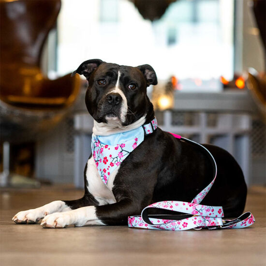 Max Molly 2 in 1 Cherry Blossom Çift Taraflı Bandana XSmall/Small - 2