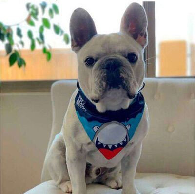 Max Molly 2 in 1 Frenzy The Shark Çift Taraflı Bandana XSmall/Small