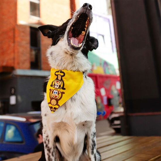 Max Molly 2 in 1 Monkey Maniac Çift Taraflı Bandana XSmall/Small - 2