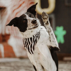 Max Molly 2 in 1 Zebra Çift Taraflı Bandana Medium/Large - 2