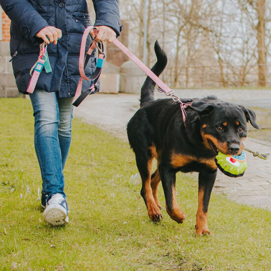 Max Molly Bob the Blob Snuggles Köpek Oyuncağı - 4