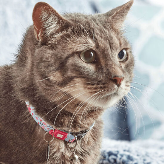 Max Molly Cherry Bloom Smart ID Kedi Boyun Tasması - 3