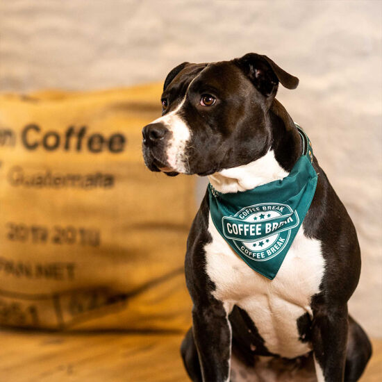 Max Molly 2 in 1 Coffee Break Bandana Medium/Large - 2