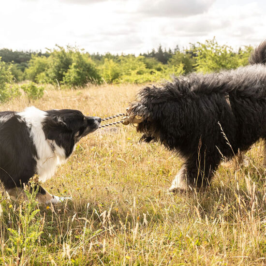 Max Molly King Julian Tuggles Köpek Oyuncağı - 4