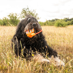 Max Molly Lenny Krabitz Tuggles Köpek Oyuncağı - 2