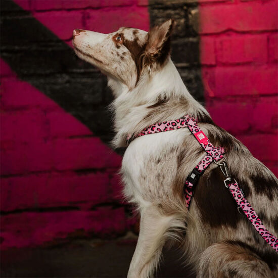 Max Molly Leopard Pink Desenli Köpek Gezdirme Kayışı (Large) - 6