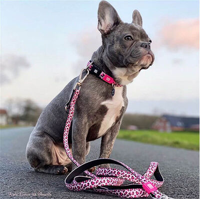 Max Molly Leopard Pink Desenli Köpek Gezdirme Kayışı (Medium)