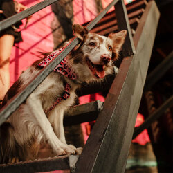 Max Molly Leopard Pink Desenli Köpek Gezdirme Kayışı (Small) - 5