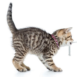 Max Molly Leopard Pink Smart ID Kedi Boyun Tasması - Thumbnail