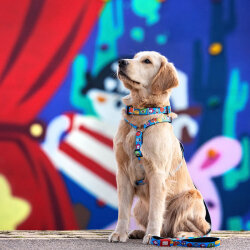 Max Molly Little Monster Smart ID Köpek Boyun Tasması Medium - 4