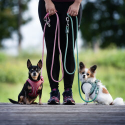 Max Molly Matrix 2.0 Air Vest Köpek Göğüs Tasması - Jade (Medium) - 4