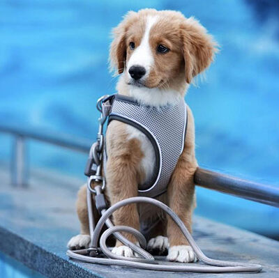 Max Molly Matrix 2.0 Air Vest Köpek Göğüs Tasması - Mavi (XLarge)