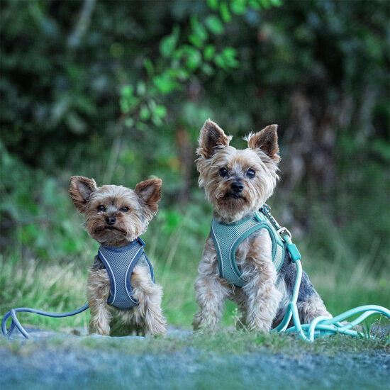 Max Molly Matrix 2.0 Air Vest Köpek Göğüs Tasması - Mavi (XSmall) - 3